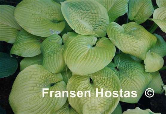 Hosta King Tut